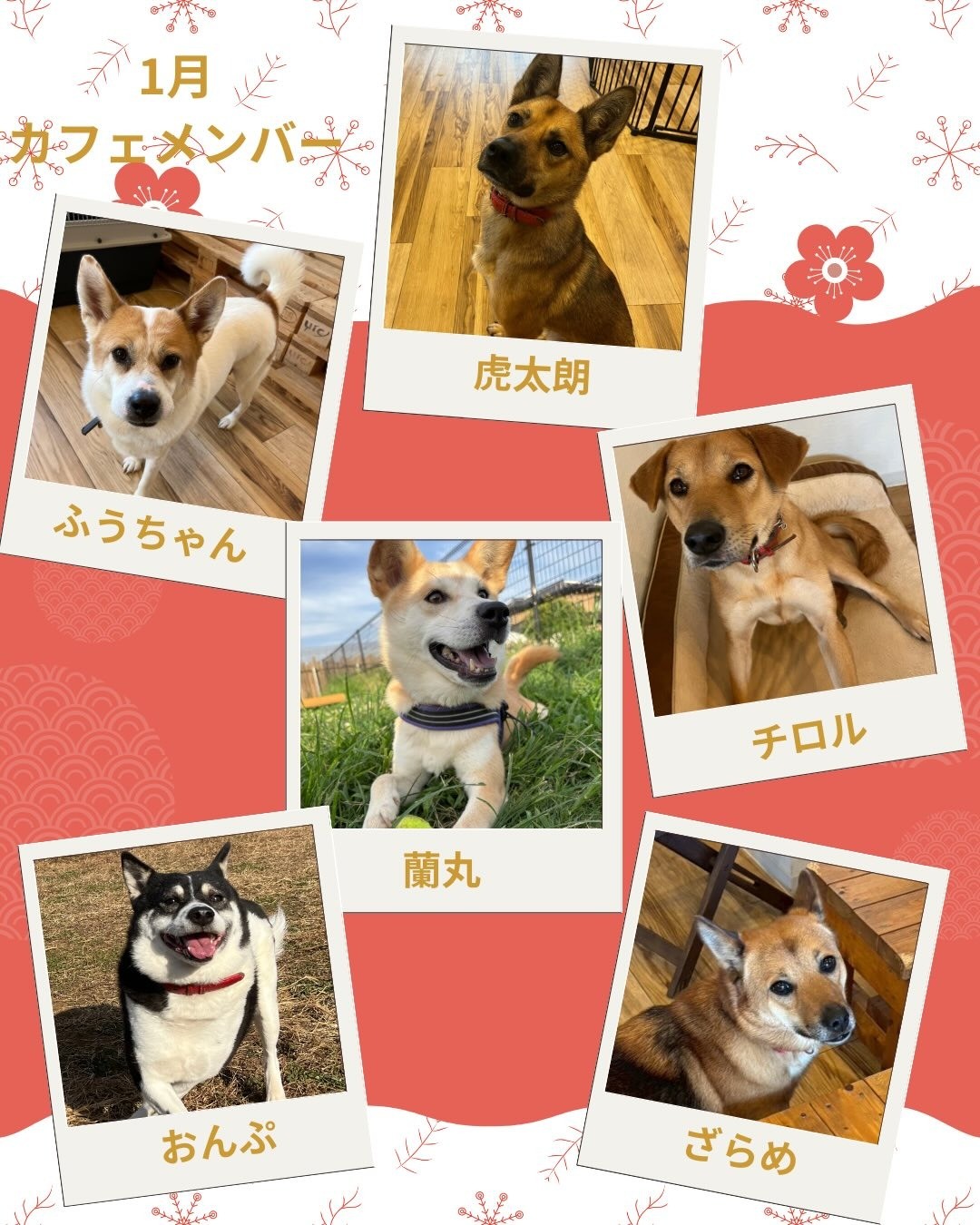 5dccc942a2c9b66d05eeb8541a7c1d57-1767500484.jpg 5dccc942a2c9b66d05eeb8541a7c1d57-1767500484.jpg