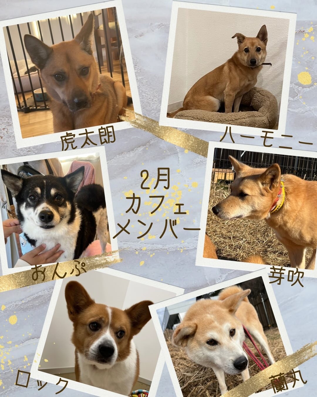 8fe3fed0d2fbb5cade7833a5ecc2360f-1769509433.jpg 8fe3fed0d2fbb5cade7833a5ecc2360f-1769509433.jpg