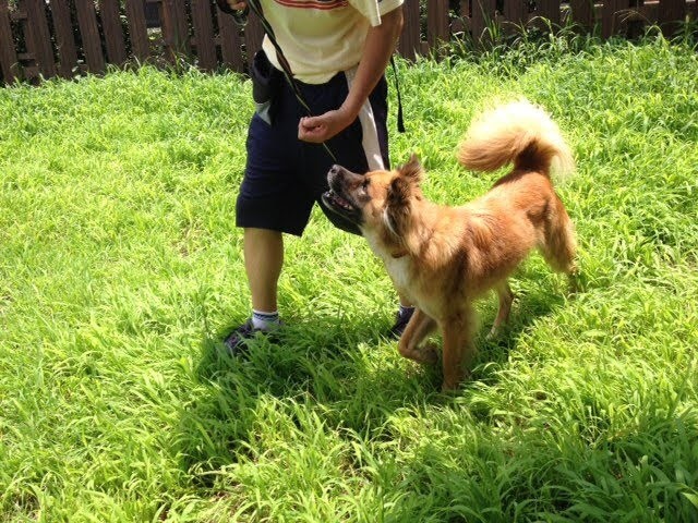 キドックスどうぶつクラブ