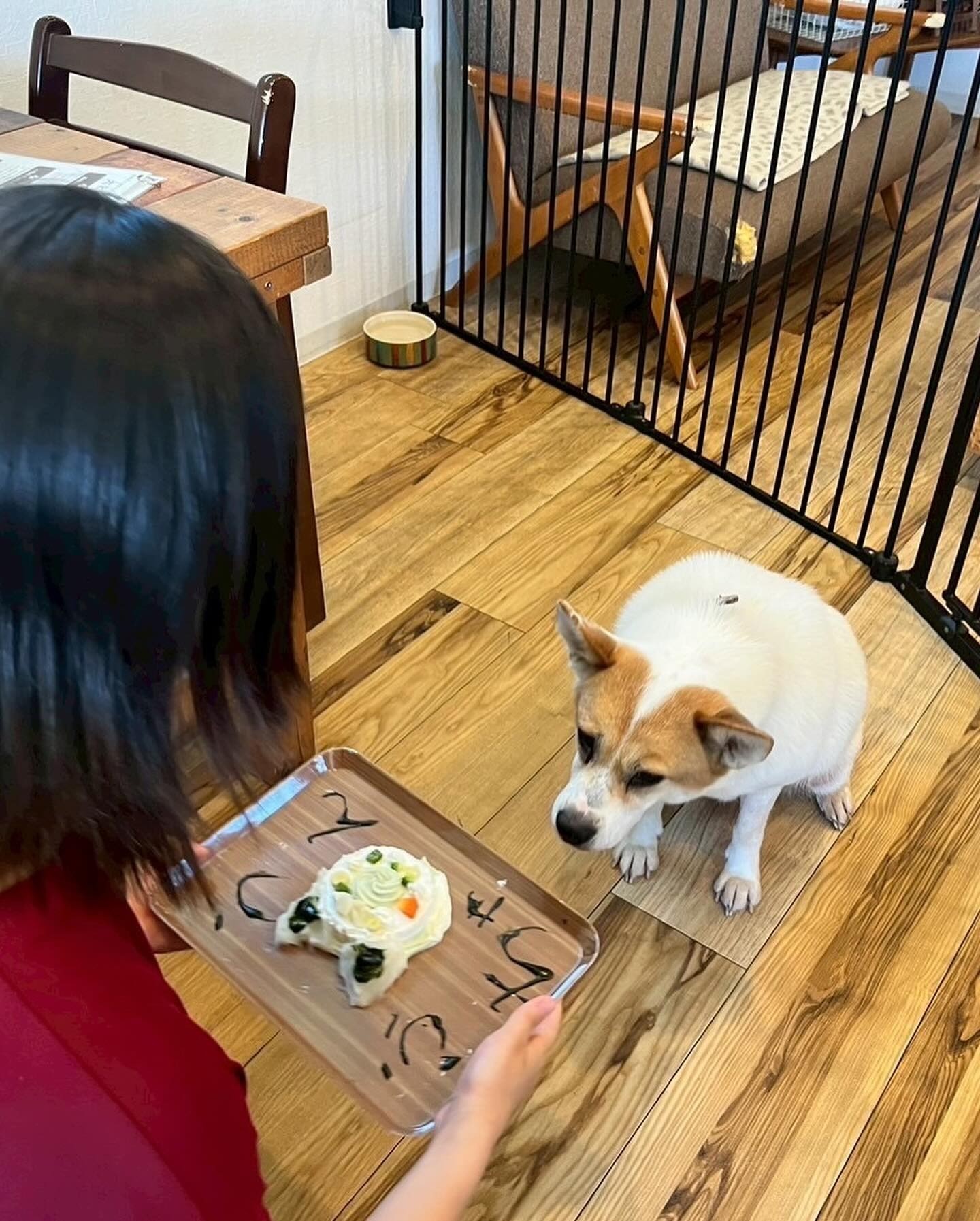 6月のどうぶつクラブの開催報告🐶👧
