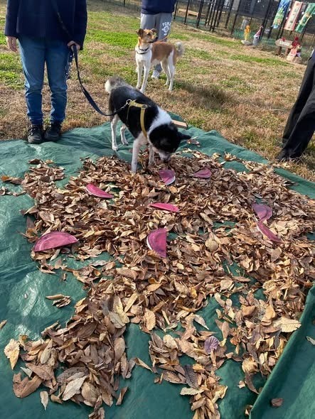 11月のあおぞら食堂開催レポート