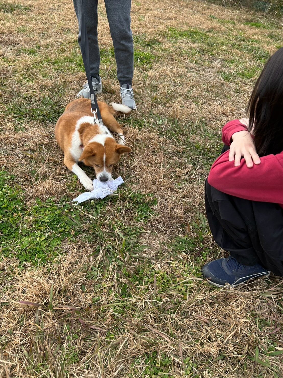 11月のどうぶつクラブ（知育トレーニング体験）の開催報告
