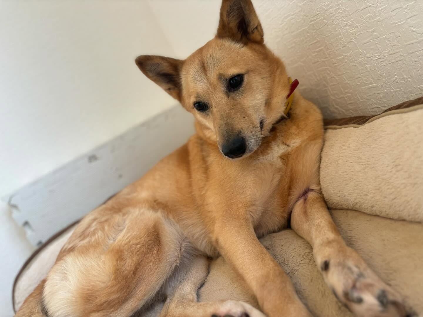 BS-TBS「いぬじかん」の里親募集コーナーにて芽吹が出演します