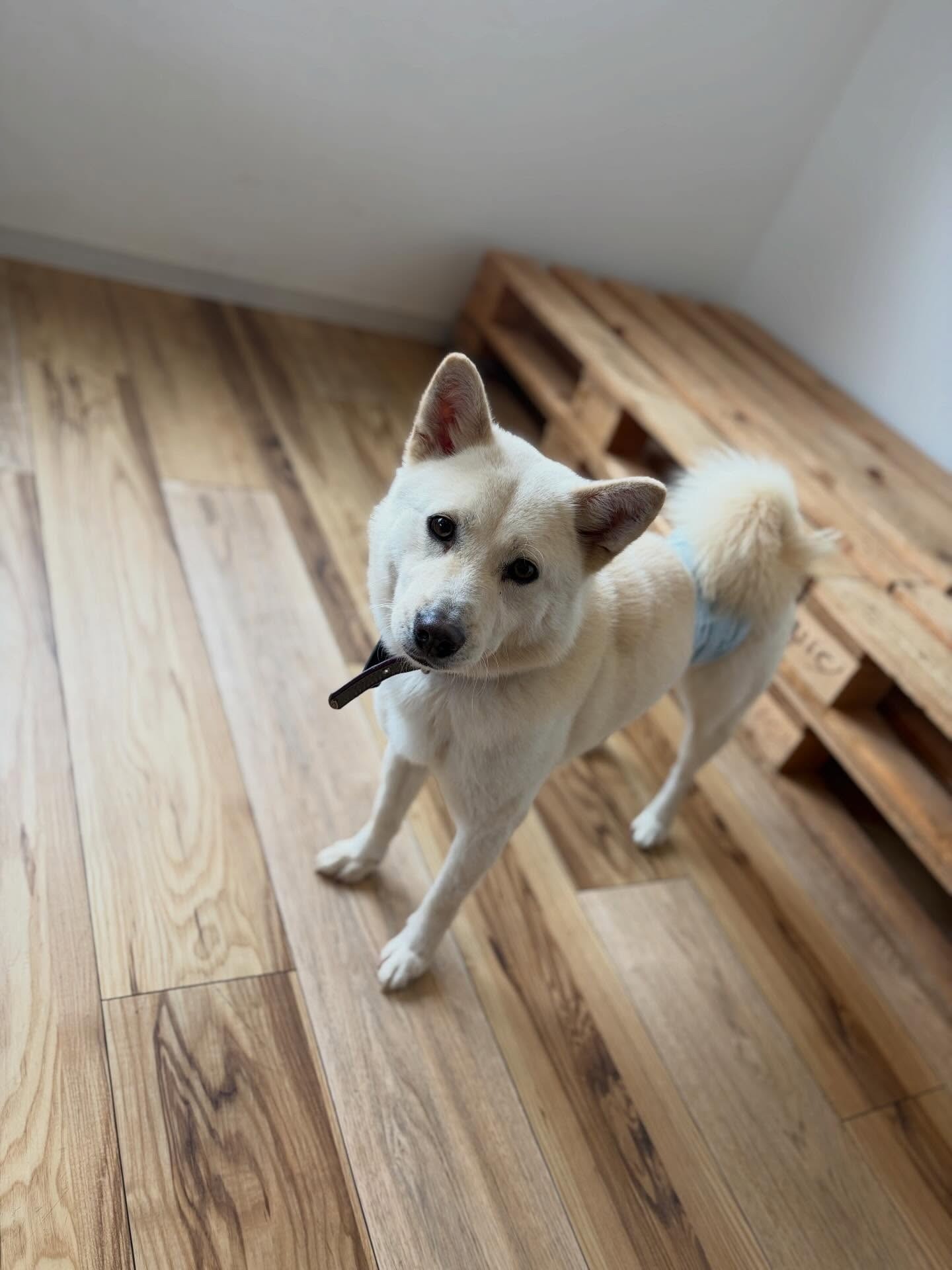 オンライン犬部第一期、フィナーレ